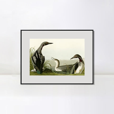INVIN ART Metal Framed Canvas Giclee Print Black Throated Diver by John James Audubon Wall Art Living Room Home Office Decorations