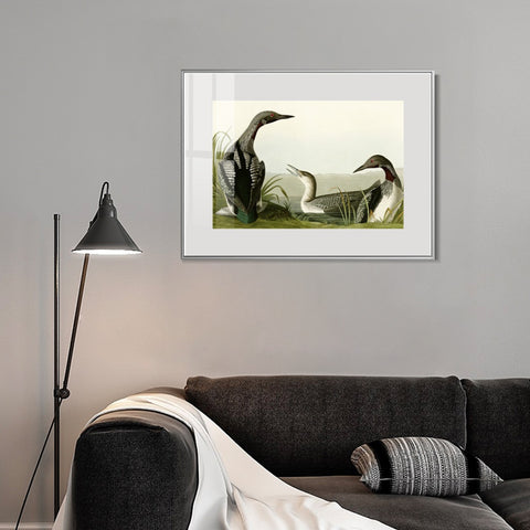 INVIN ART Metal Framed Canvas Giclee Print Black Throated Diver by John James Audubon Wall Art Living Room Home Office Decorations
