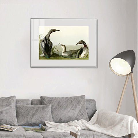 INVIN ART Metal Framed Canvas Giclee Print Black Throated Diver by John James Audubon Wall Art Living Room Home Office Decorations