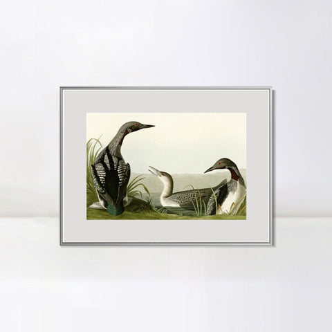 INVIN ART Metal Framed Canvas Giclee Print Black Throated Diver by John James Audubon Wall Art Living Room Home Office Decorations