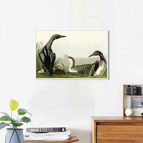INVIN ART Framed Canvas Giclee Print Black Throated Diver by John James Audubon Wall Art Living Room Home Office Decorations
