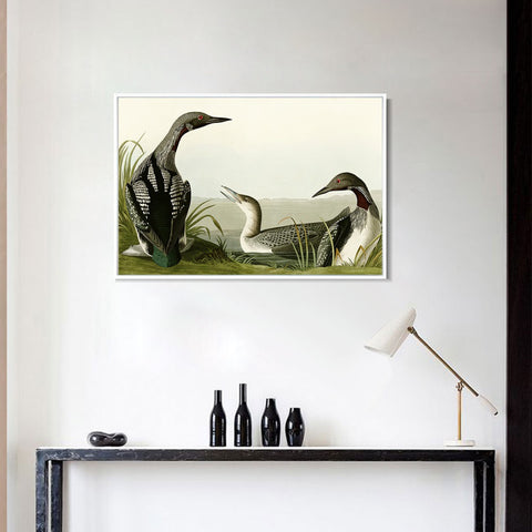 INVIN ART Framed Canvas Giclee Print Black Throated Diver by John James Audubon Wall Art Living Room Home Office Decorations