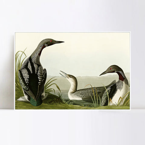 INVIN ART Framed Canvas Giclee Print Black Throated Diver by John James Audubon Wall Art Living Room Home Office Decorations