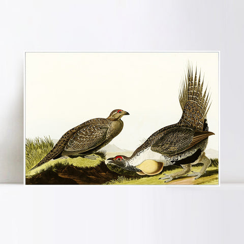INVIN ART Framed Canvas Giclee Print Cock of the Plains by John James Audubon Wall Art Living Room Home Office Decorations