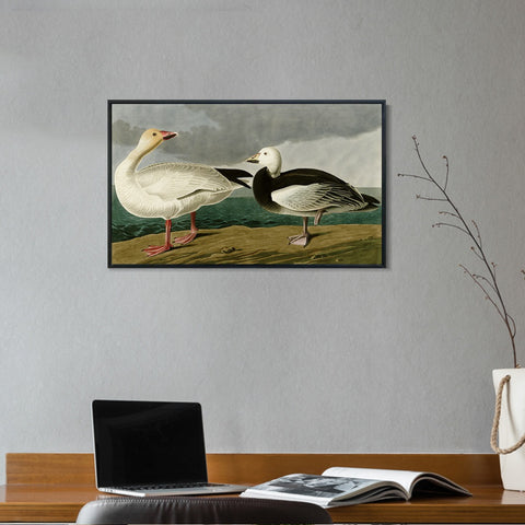 INVIN ART Framed Canvas Giclee Print Snow Goose by John James Audubon Wall Art Living Room Home Office Decorations