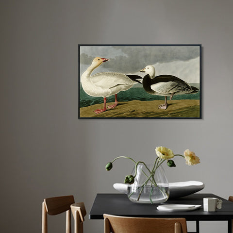 INVIN ART Framed Canvas Giclee Print Snow Goose by John James Audubon Wall Art Living Room Home Office Decorations