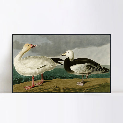 INVIN ART Framed Canvas Giclee Print Snow Goose by John James Audubon Wall Art Living Room Home Office Decorations