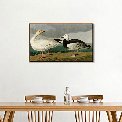 INVIN ART Framed Canvas Giclee Print Snow Goose by John James Audubon Wall Art Living Room Home Office Decorations