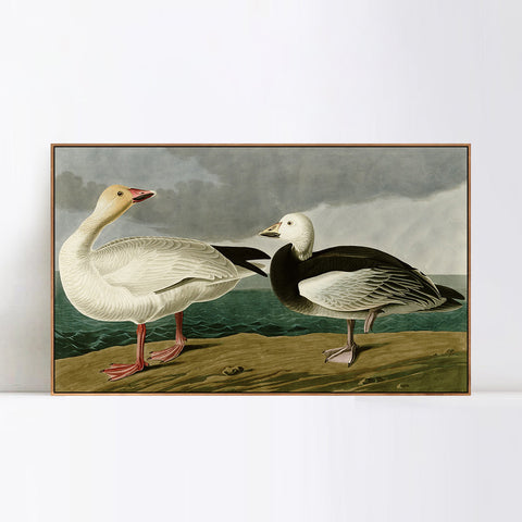INVIN ART Framed Canvas Giclee Print Snow Goose by John James Audubon Wall Art Living Room Home Office Decorations