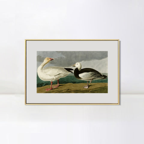 INVIN ART Metal Framed Canvas Giclee Print Snow Goose by John James Audubon Wall Art Living Room Home Office Decorations