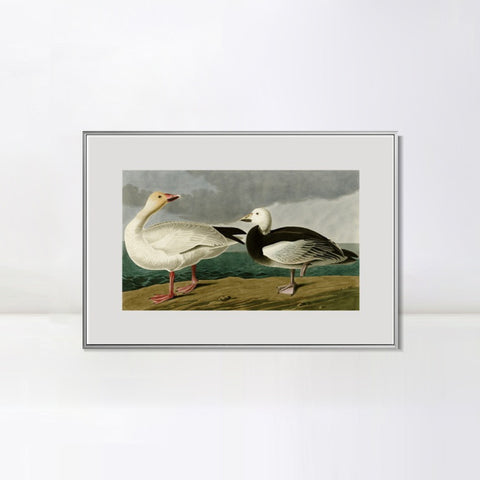 INVIN ART Metal Framed Canvas Giclee Print Snow Goose by John James Audubon Wall Art Living Room Home Office Decorations