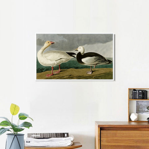 INVIN ART Framed Canvas Giclee Print Snow Goose by John James Audubon Wall Art Living Room Home Office Decorations
