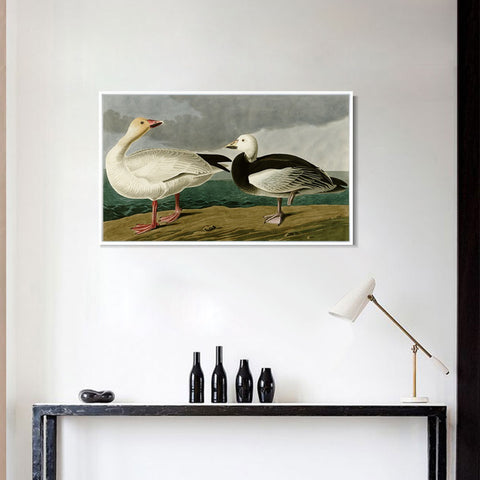 INVIN ART Framed Canvas Giclee Print Snow Goose by John James Audubon Wall Art Living Room Home Office Decorations