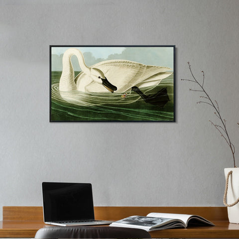INVIN ART Framed Canvas Giclee Print Trumpeter Swan by John James Audubon Wall Art Living Room Home Office Decorations