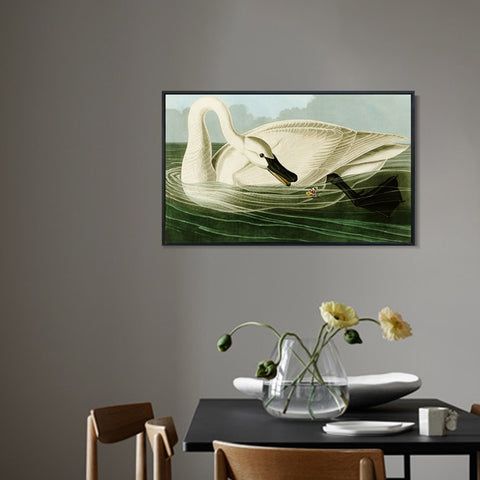 INVIN ART Framed Canvas Giclee Print Trumpeter Swan by John James Audubon Wall Art Living Room Home Office Decorations