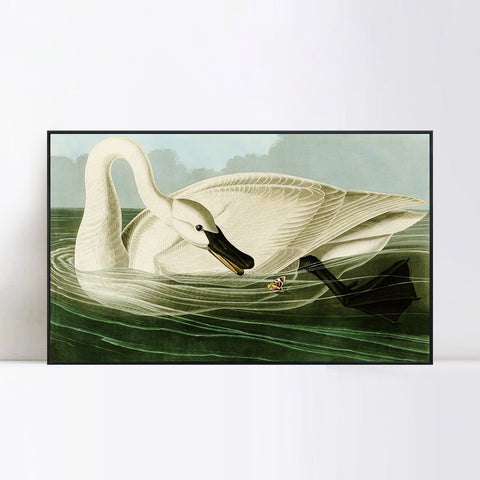 INVIN ART Framed Canvas Giclee Print Trumpeter Swan by John James Audubon Wall Art Living Room Home Office Decorations