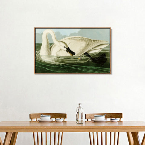 INVIN ART Framed Canvas Giclee Print Trumpeter Swan by John James Audubon Wall Art Living Room Home Office Decorations