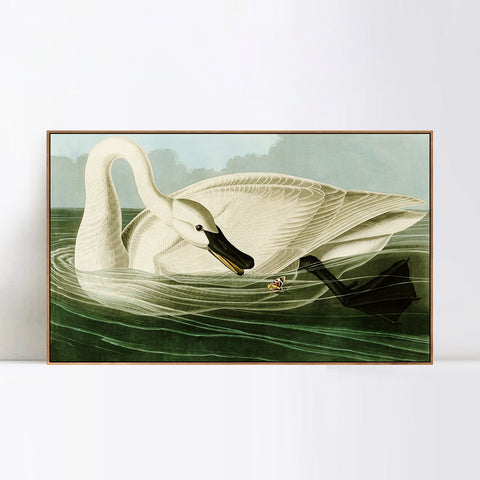 INVIN ART Framed Canvas Giclee Print Trumpeter Swan by John James Audubon Wall Art Living Room Home Office Decorations