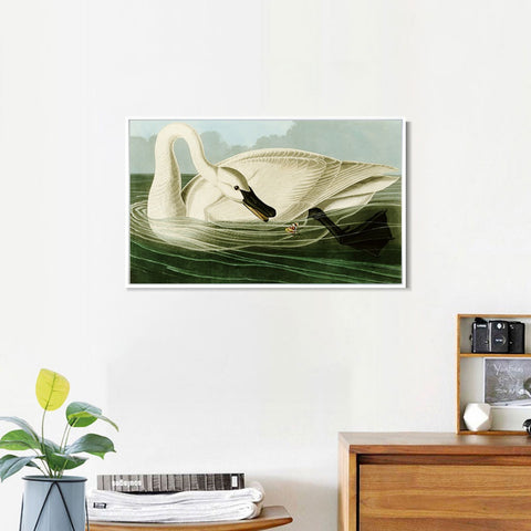INVIN ART Framed Canvas Giclee Print Trumpeter Swan by John James Audubon Wall Art Living Room Home Office Decorations