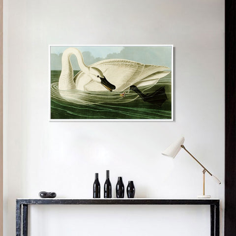 INVIN ART Framed Canvas Giclee Print Trumpeter Swan by John James Audubon Wall Art Living Room Home Office Decorations