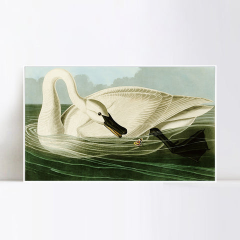 INVIN ART Framed Canvas Giclee Print Trumpeter Swan by John James Audubon Wall Art Living Room Home Office Decorations