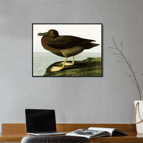 INVIN ART Framed Canvas Giclee Print Dusky Albatros by John James Audubon Wall Art Living Room Home Office Decorations