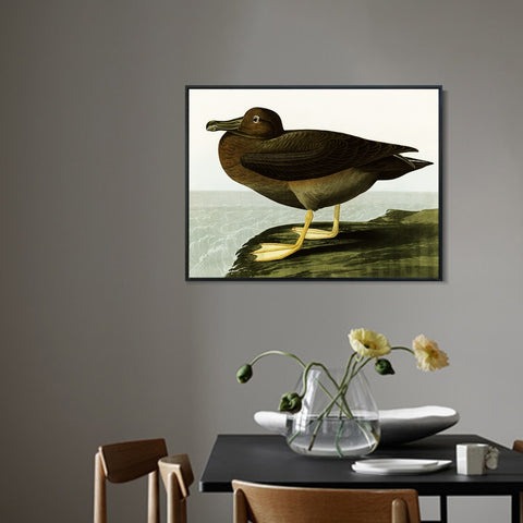 INVIN ART Framed Canvas Giclee Print Dusky Albatros by John James Audubon Wall Art Living Room Home Office Decorations