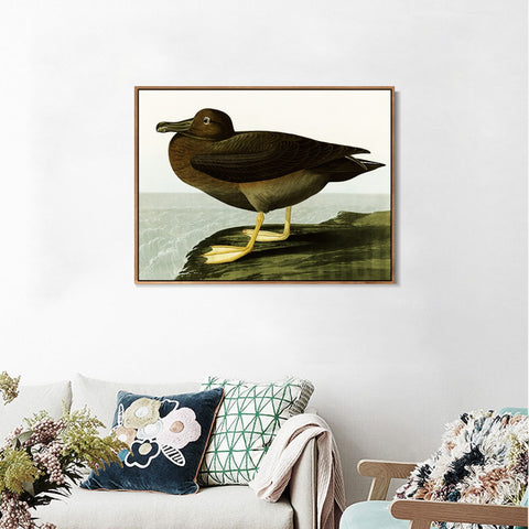INVIN ART Framed Canvas Giclee Print Dusky Albatros by John James Audubon Wall Art Living Room Home Office Decorations