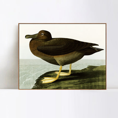 INVIN ART Framed Canvas Giclee Print Dusky Albatros by John James Audubon Wall Art Living Room Home Office Decorations