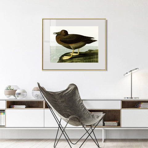 INVIN ART Metal Framed Canvas Giclee Print Dusky Albatros by John James Audubon Wall Art Living Room Home Office Decorations