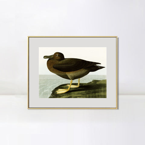 INVIN ART Metal Framed Canvas Giclee Print Dusky Albatros by John James Audubon Wall Art Living Room Home Office Decorations