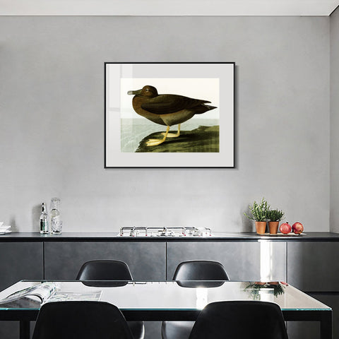 INVIN ART Metal Framed Canvas Giclee Print Dusky Albatros by John James Audubon Wall Art Living Room Home Office Decorations
