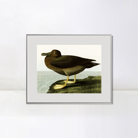 INVIN ART Metal Framed Canvas Giclee Print Dusky Albatros by John James Audubon Wall Art Living Room Home Office Decorations