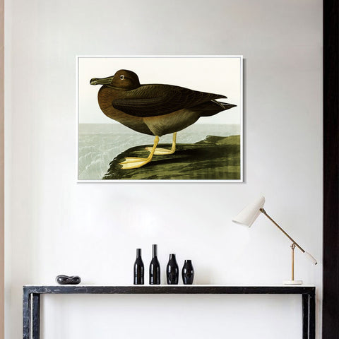 INVIN ART Framed Canvas Giclee Print Dusky Albatros by John James Audubon Wall Art Living Room Home Office Decorations