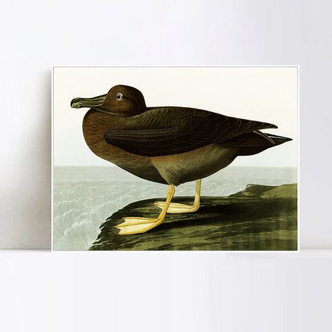 INVIN ART Framed Canvas Giclee Print Dusky Albatros by John James Audubon Wall Art Living Room Home Office Decorations