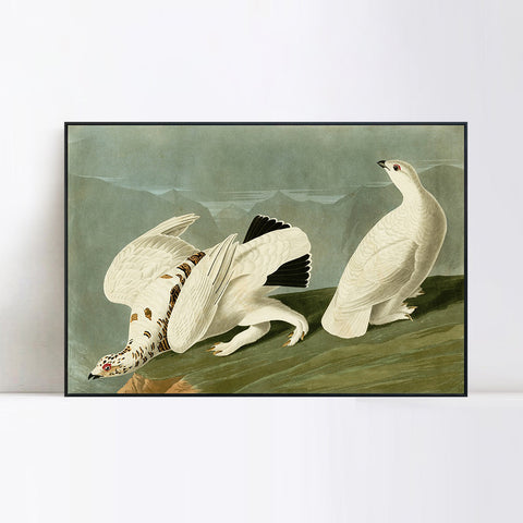 INVIN ART Framed Canvas Giclee Print White tailed Grous by John James Audubon Wall Art Living Room Home Office Decorations