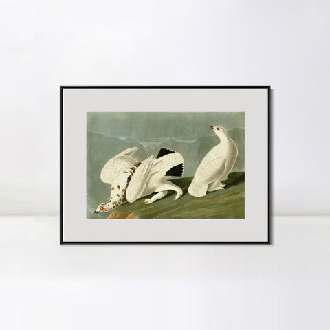INVIN ART Metal Framed Canvas Giclee Print White tailed Grous by John James Audubon Wall Art Living Room Home Office Decorations