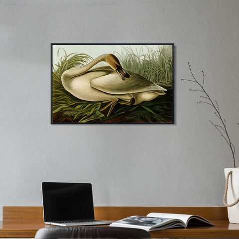 INVIN ART Framed Canvas Giclee Print Trumpeter Swan by John James Audubon Wall Art Living Room Home Office Decorations