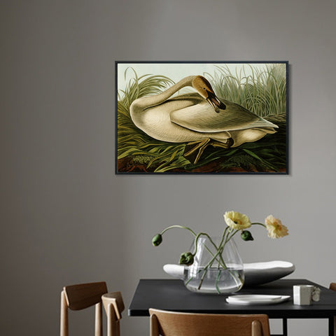 INVIN ART Framed Canvas Giclee Print Trumpeter Swan by John James Audubon Wall Art Living Room Home Office Decorations
