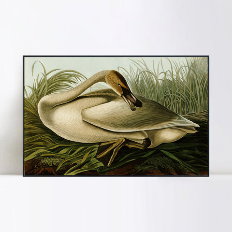 INVIN ART Framed Canvas Giclee Print Trumpeter Swan by John James Audubon Wall Art Living Room Home Office Decorations