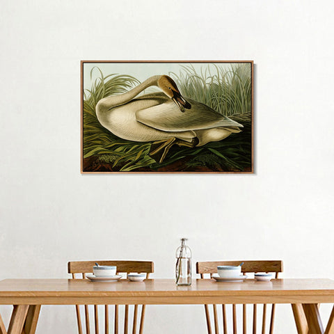 INVIN ART Framed Canvas Giclee Print Trumpeter Swan by John James Audubon Wall Art Living Room Home Office Decorations
