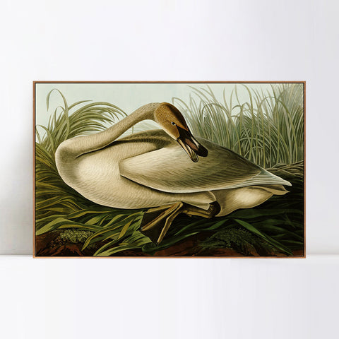 INVIN ART Framed Canvas Giclee Print Trumpeter Swan by John James Audubon Wall Art Living Room Home Office Decorations