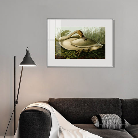 INVIN ART Metal Framed Canvas Giclee Print Trumpeter Swan by John James Audubon Wall Art Living Room Home Office Decorations