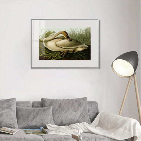 INVIN ART Metal Framed Canvas Giclee Print Trumpeter Swan by John James Audubon Wall Art Living Room Home Office Decorations