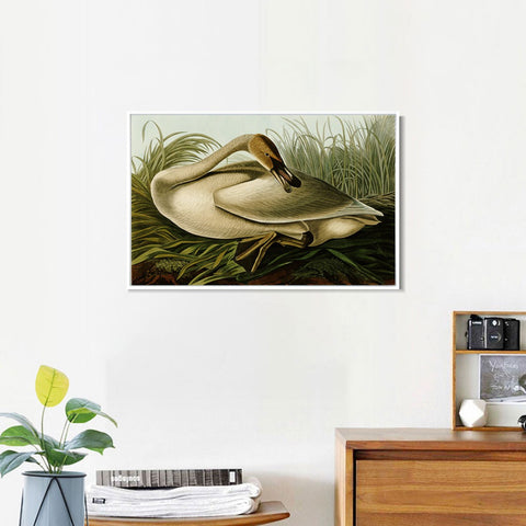 INVIN ART Framed Canvas Giclee Print Trumpeter Swan by John James Audubon Wall Art Living Room Home Office Decorations