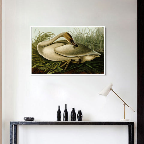 INVIN ART Framed Canvas Giclee Print Trumpeter Swan by John James Audubon Wall Art Living Room Home Office Decorations
