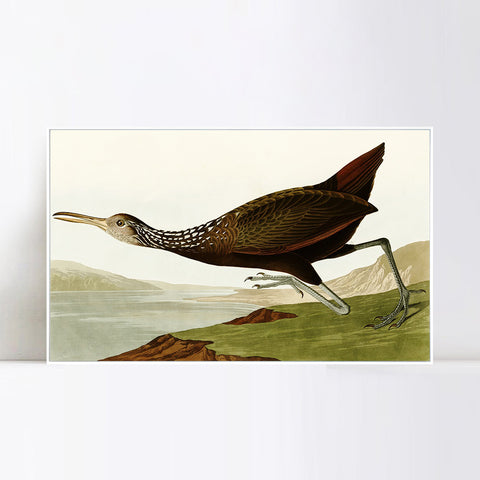 INVIN ART Framed Canvas Giclee Print Water Marsh Hen by John James Audubon Wall Art Living Room Home Office Decorations