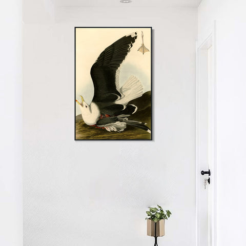 INVIN ART Framed Canvas Giclee Print Black Backed Gull by John James Audubon Wall Art Living Room Home Office Decorations