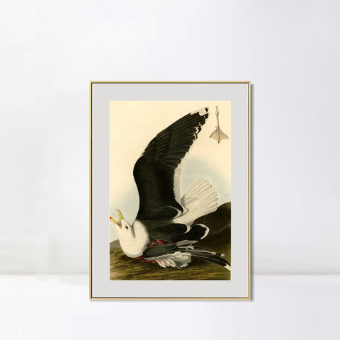 INVIN ART Metal Framed Canvas Giclee Print Black Backed Gull by John James Audubon Wall Art Living Room Home Office Decorations