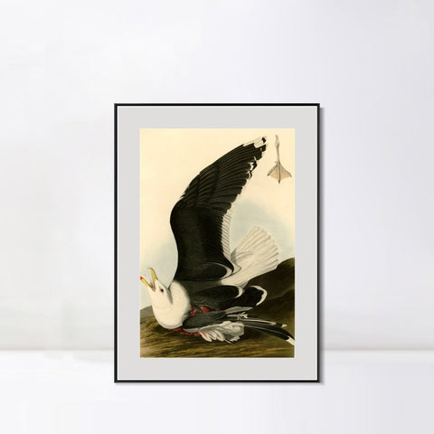 INVIN ART Metal Framed Canvas Giclee Print Black Backed Gull by John James Audubon Wall Art Living Room Home Office Decorations